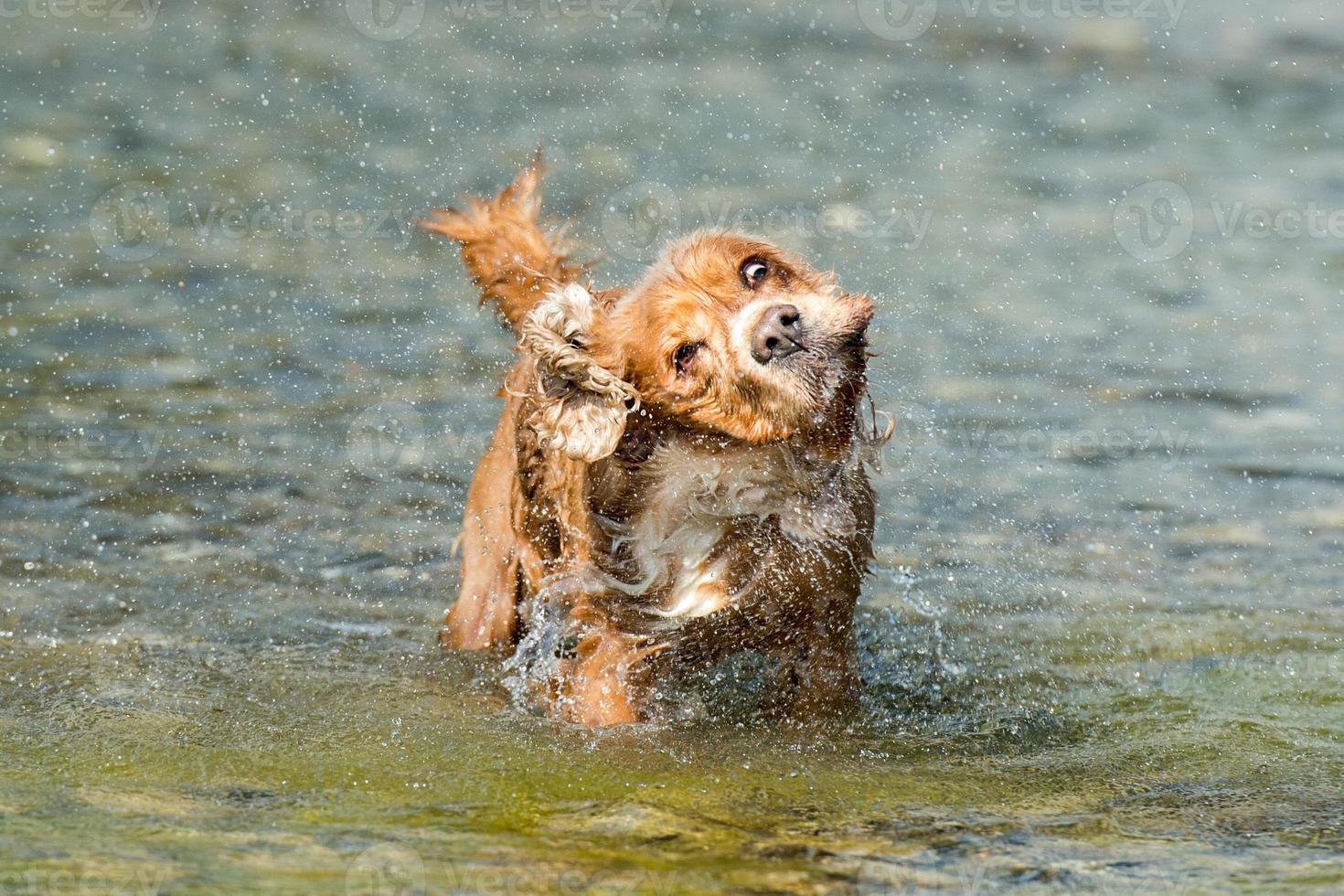 cane cucciolo cocker spaniel giocando nel il acqua foto