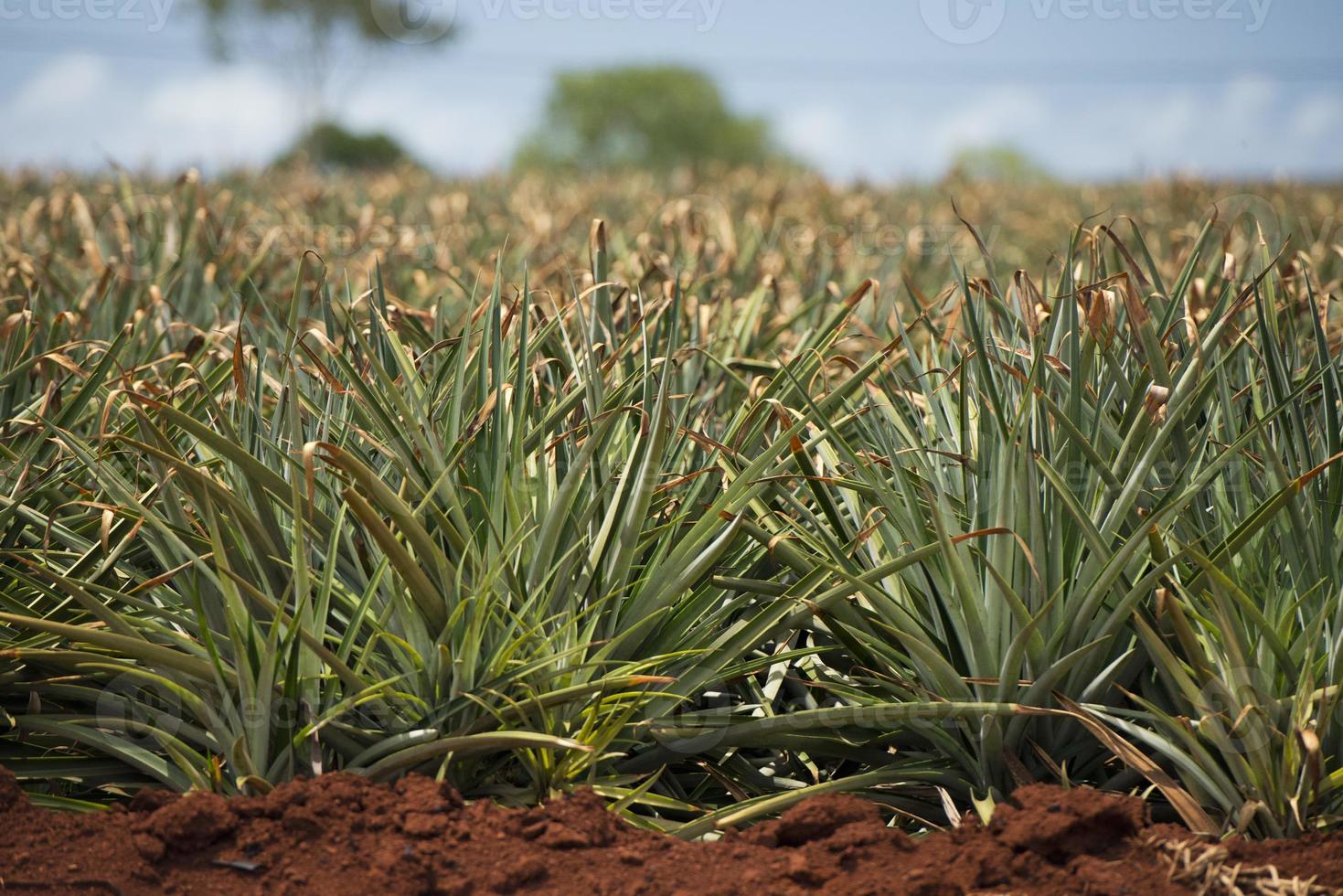 ananas piantagione nel Hawaii foto