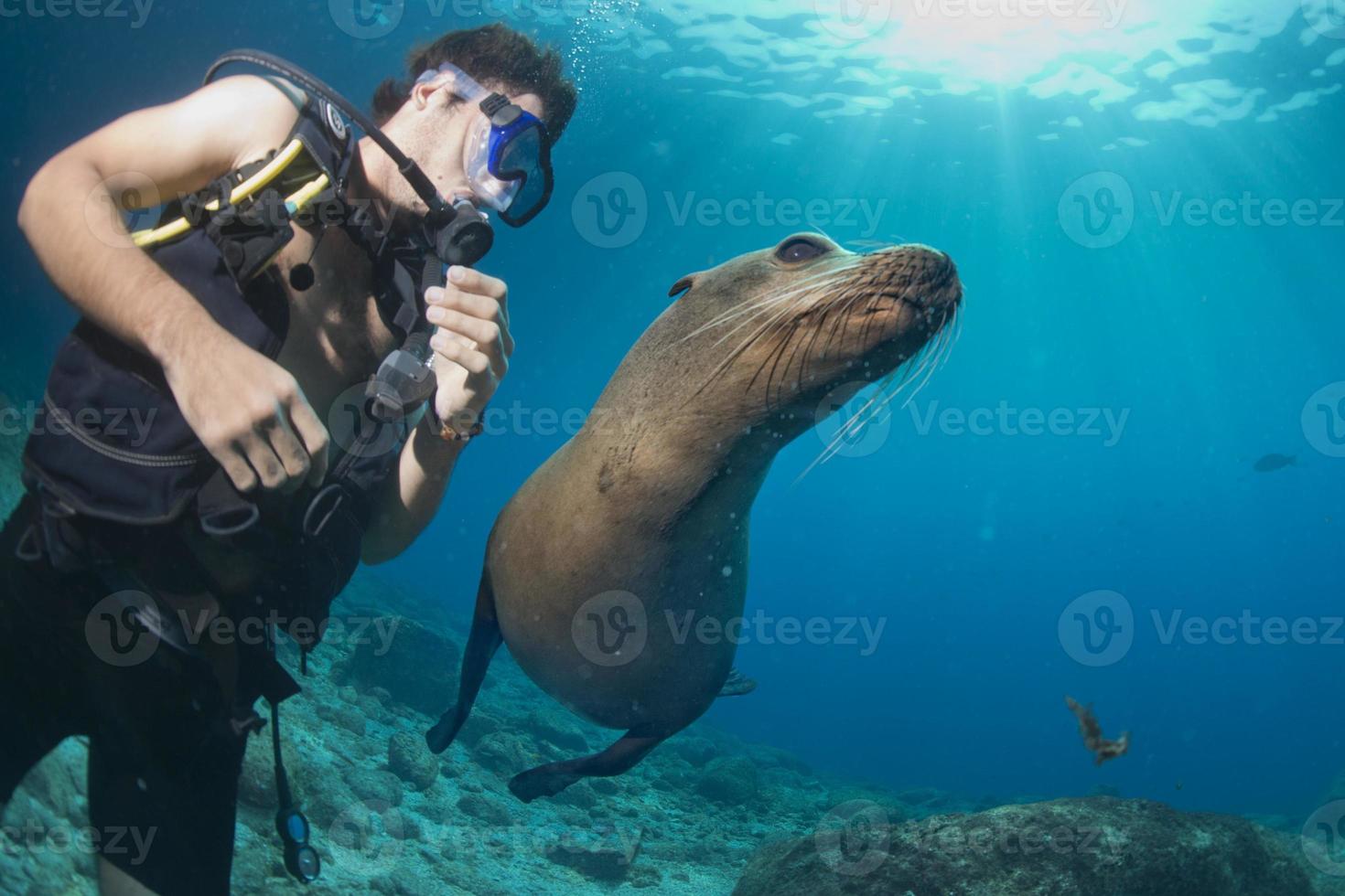 cucciolo mare Leone subacqueo guardare a voi foto