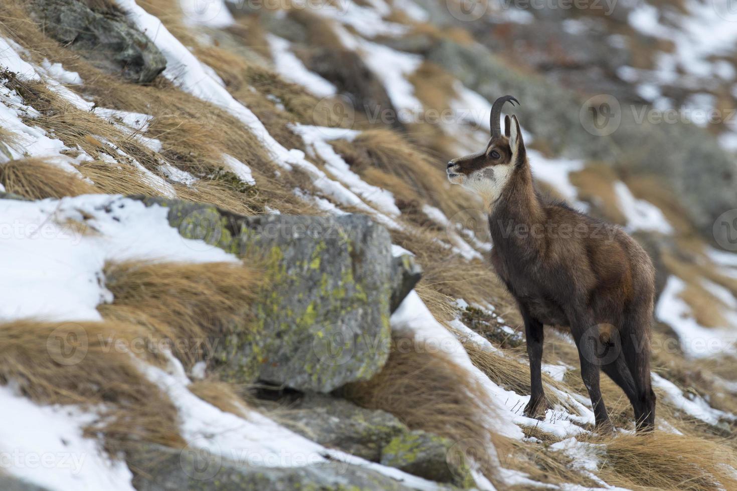 un isolato camoscio cervo nel il neve sfondo foto