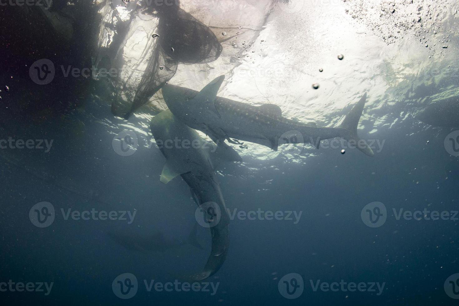 balena squalo vicino incontrare con tuffatore subacqueo nel papua foto