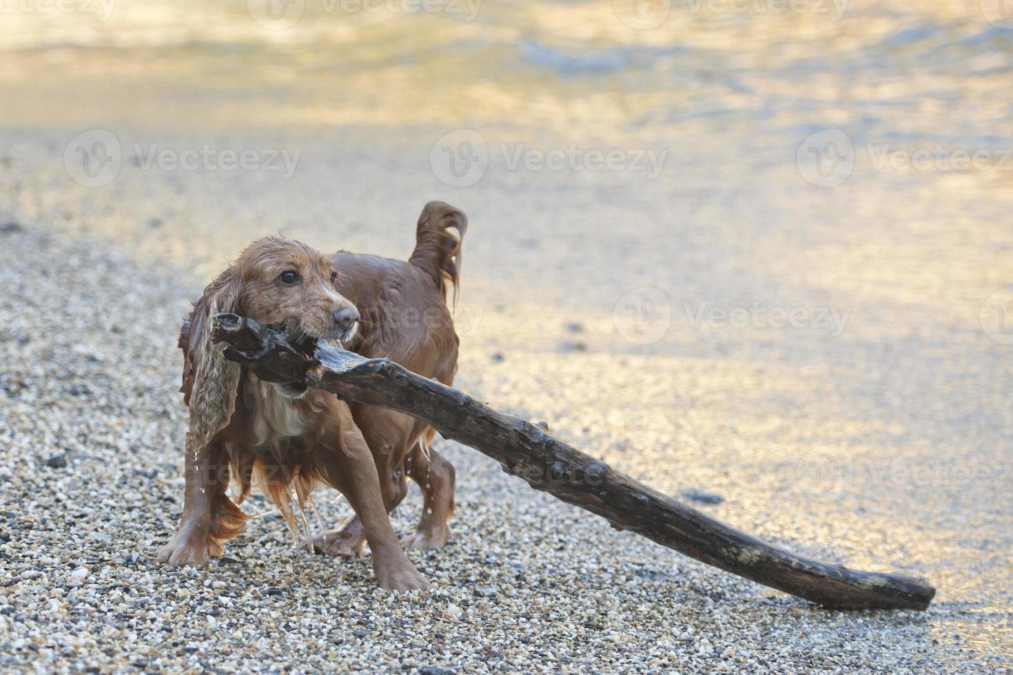 cucciolo cane cocker spaniel giocando su il spiaggia foto