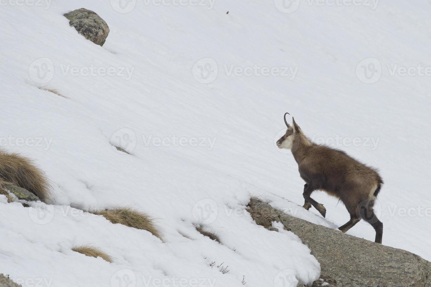 camoscio cervo nel il neve sfondo foto