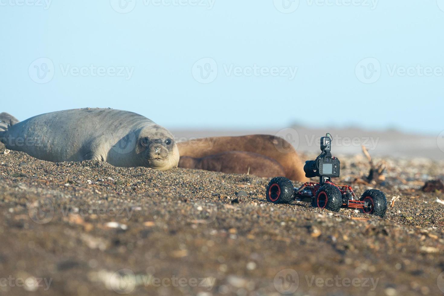 terrestre terra fuco con telecamera mentre tiro foca foto