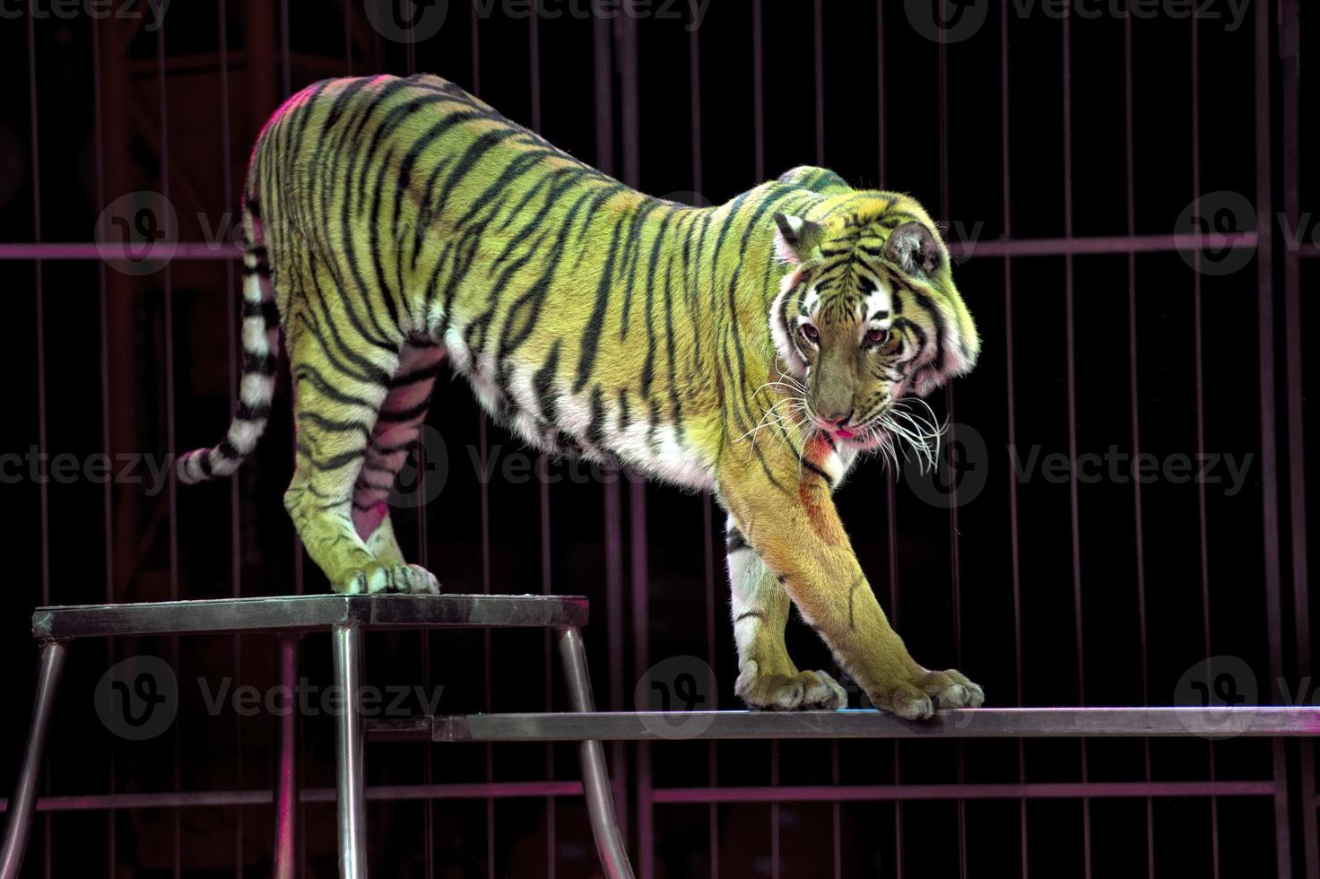 tigre pronto per attacco guardare a voi foto