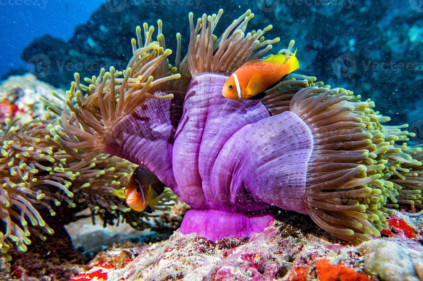 clown pesce dentro rosa viola anemone foto