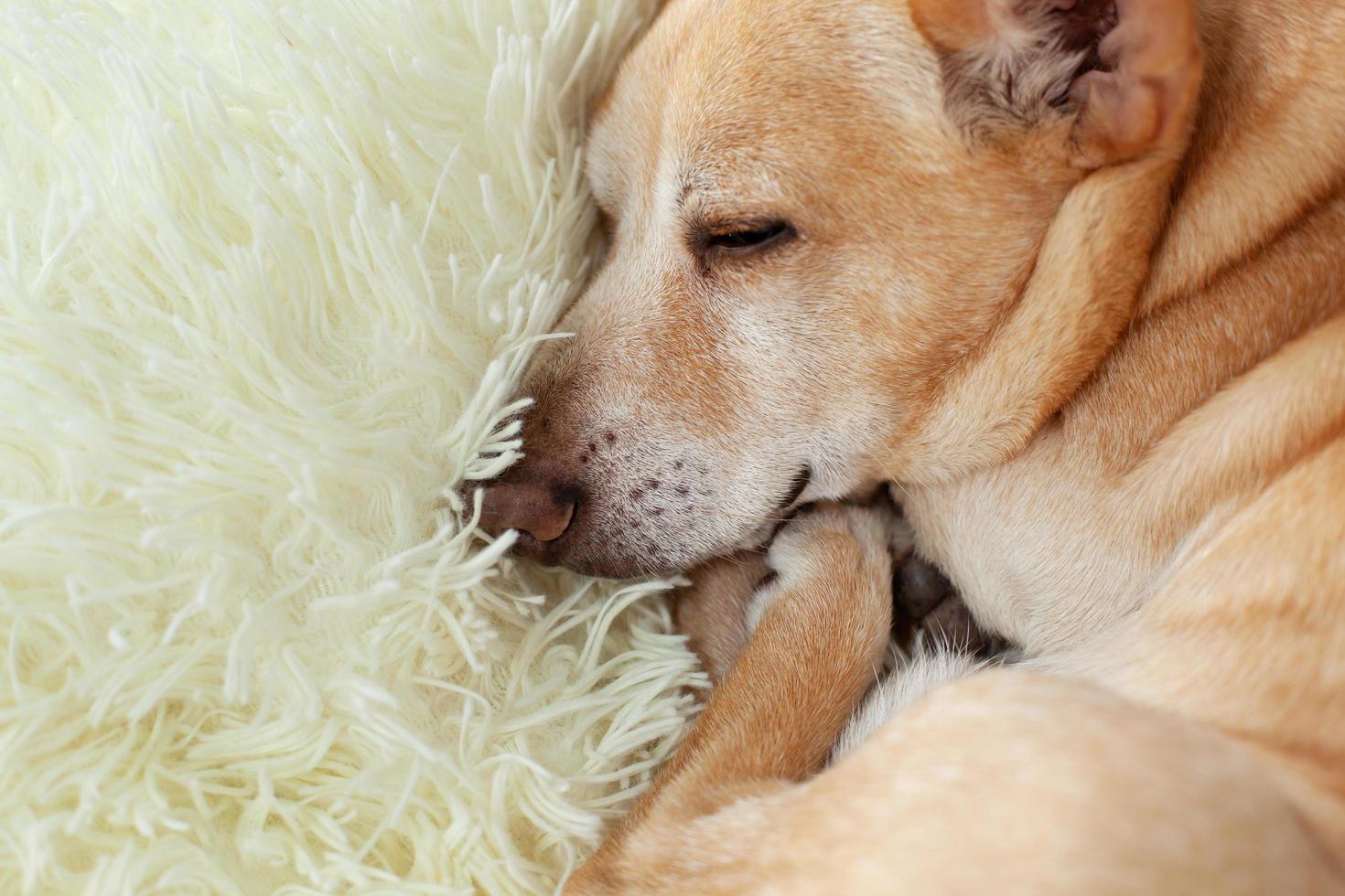 cane appoggiato su un letto foto