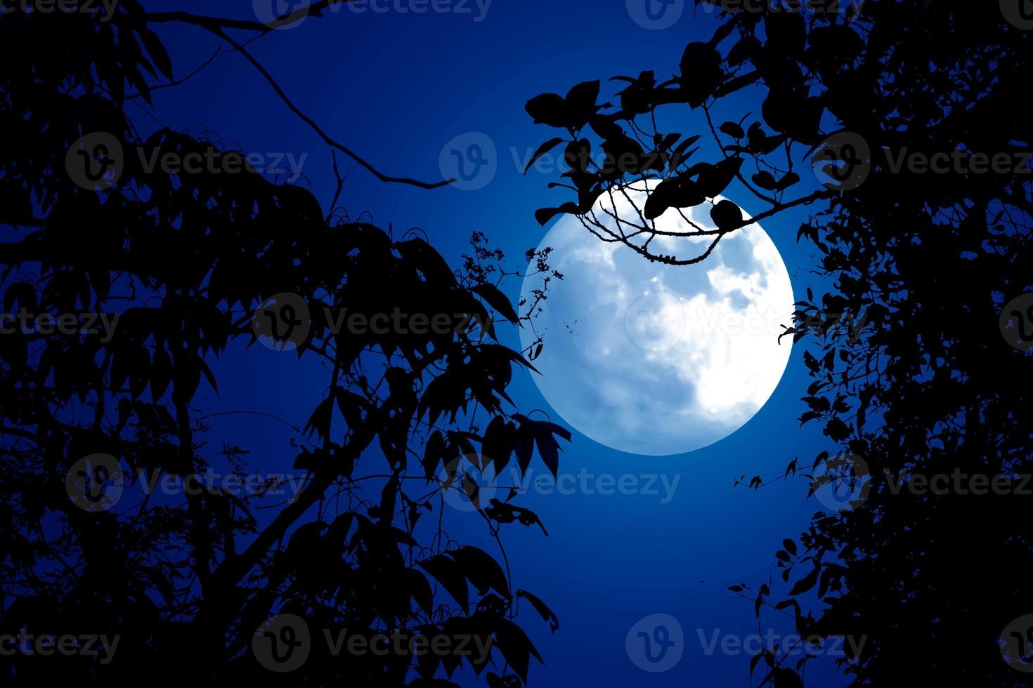 albero rami su il pieno Luna. foto
