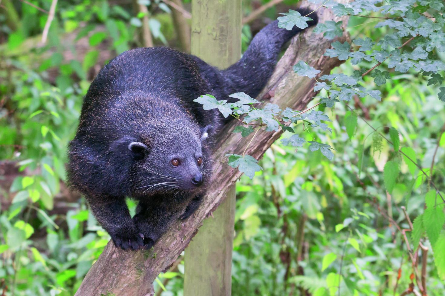 bearcat - binturong che cammina su un ramo di fronte alla telecamera foto