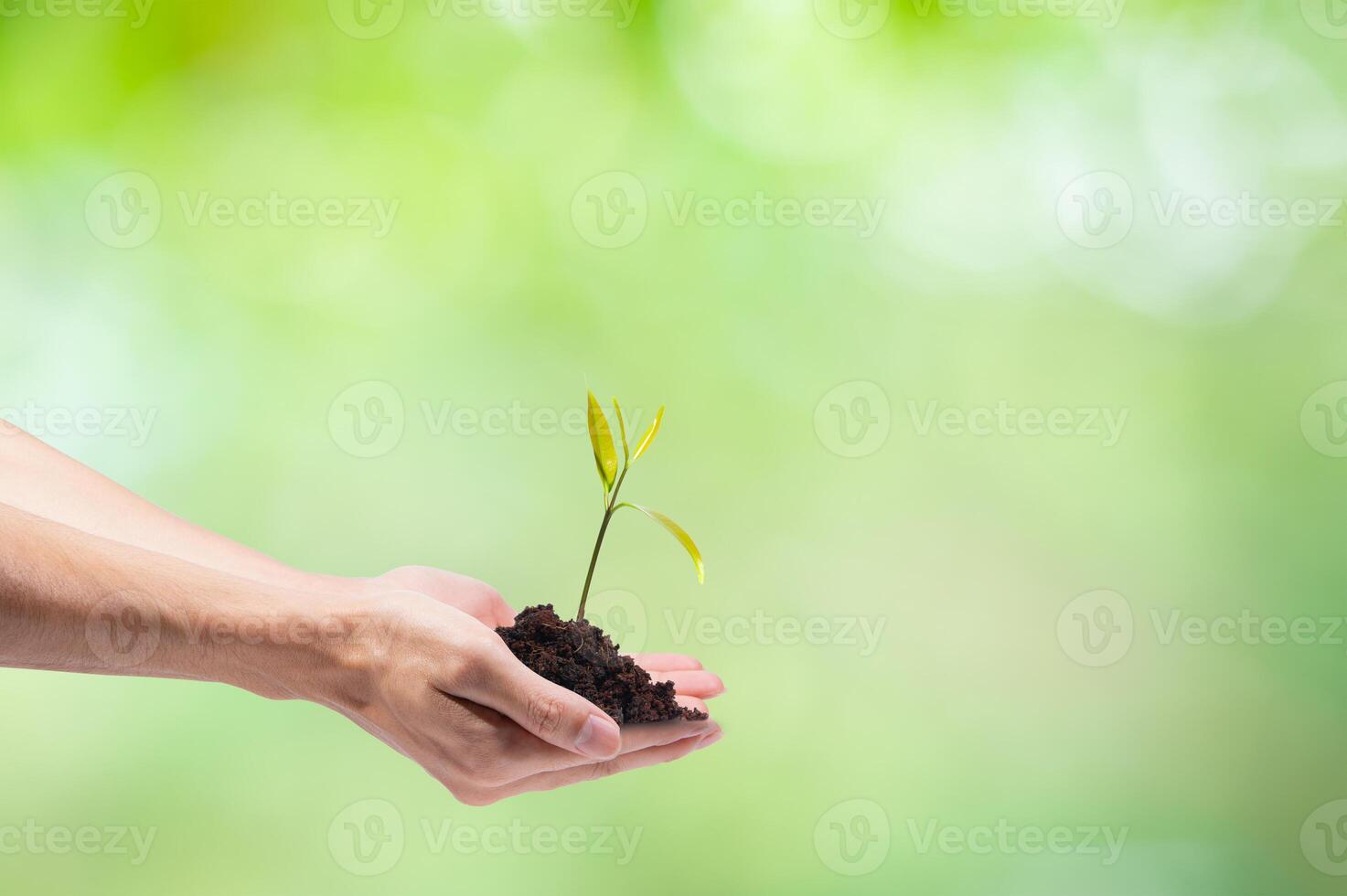 le mani stanno piantando un piccolo albero foto