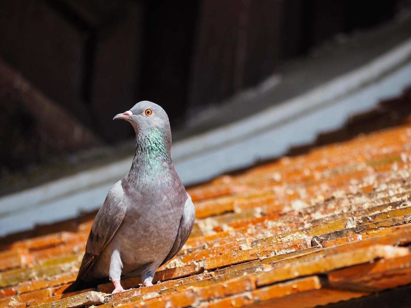 primo piano di piccione o tetto foto