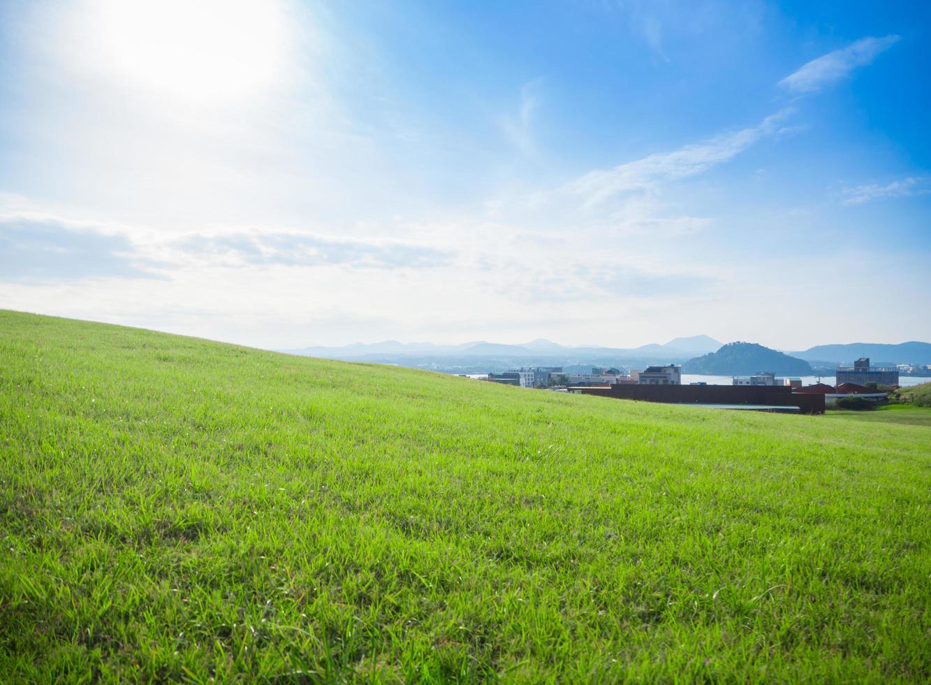 campi di erba verde foto