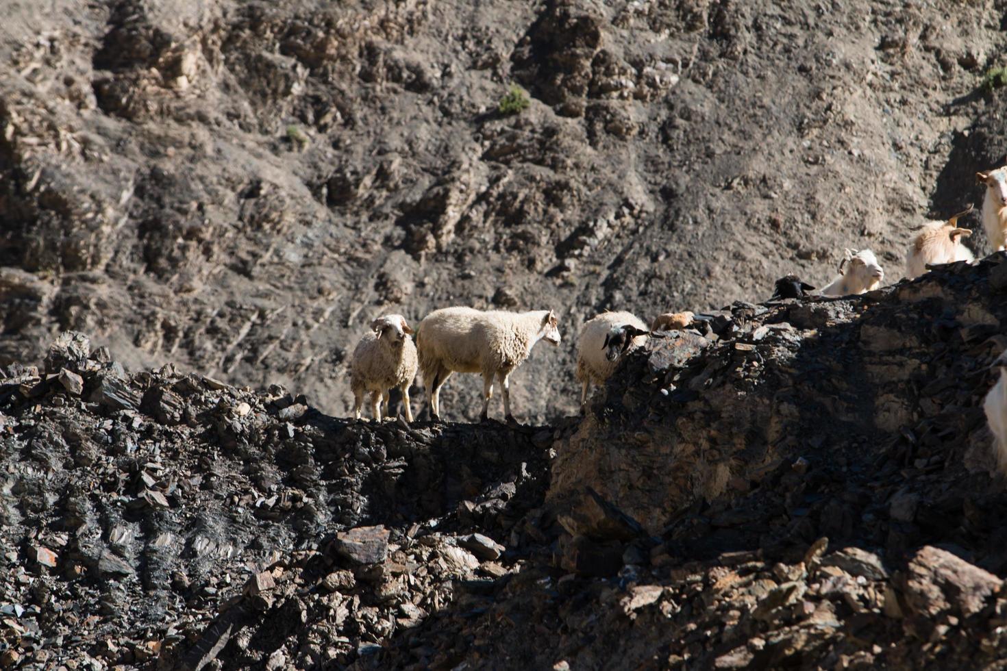 capre sulla roccia alla terra della luna lamayuru ladakh, india foto