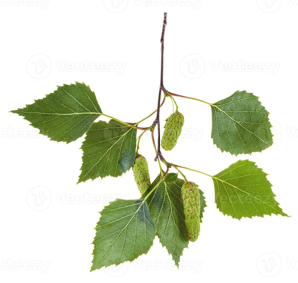 ramo di betulla albero con verde le foglie e amenti foto