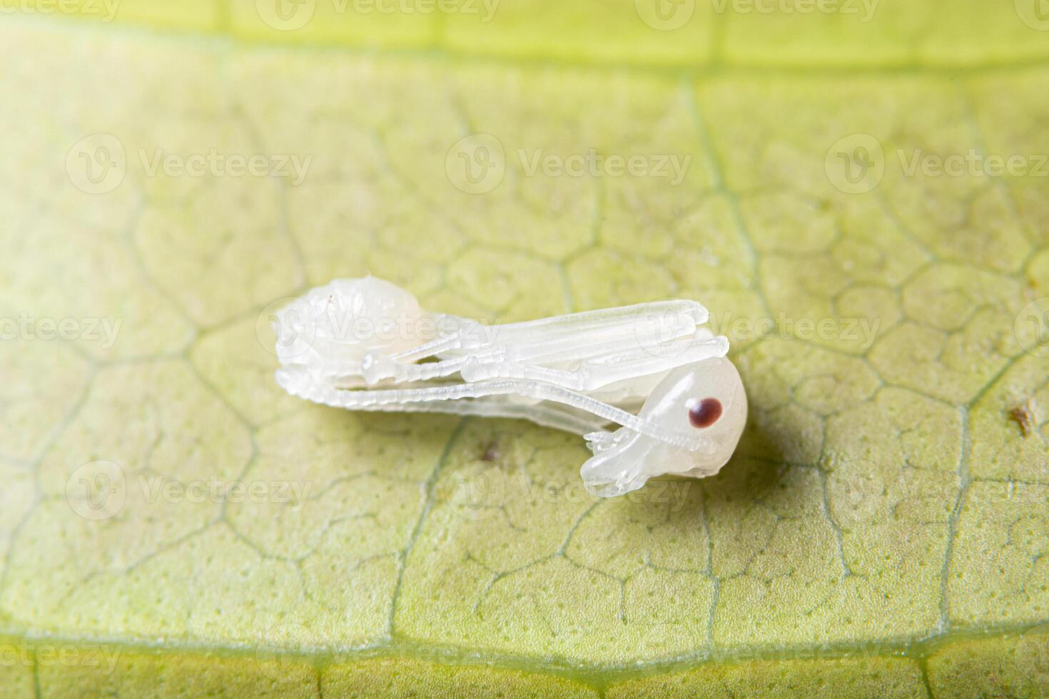 macro di larve di formica rossa in natura foto