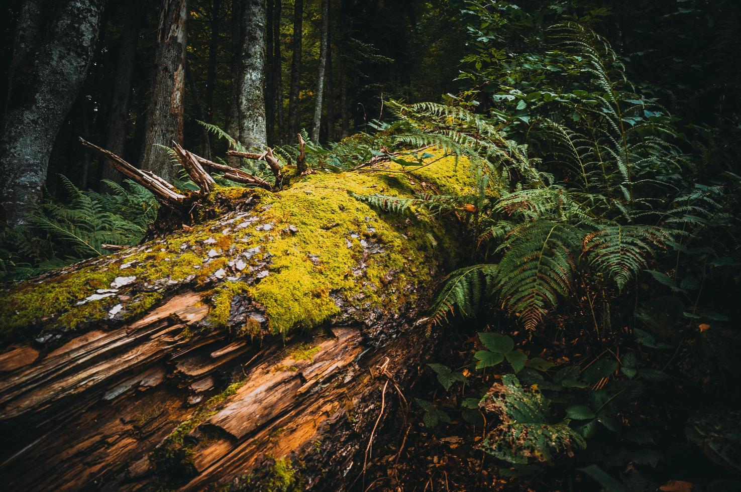 albero caduto nella foresta foto