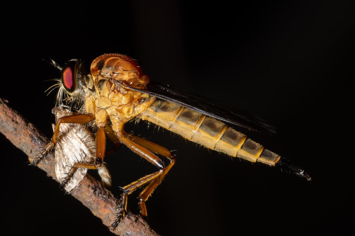 macro rapinatore vola con la sua preda sulla foglia foto