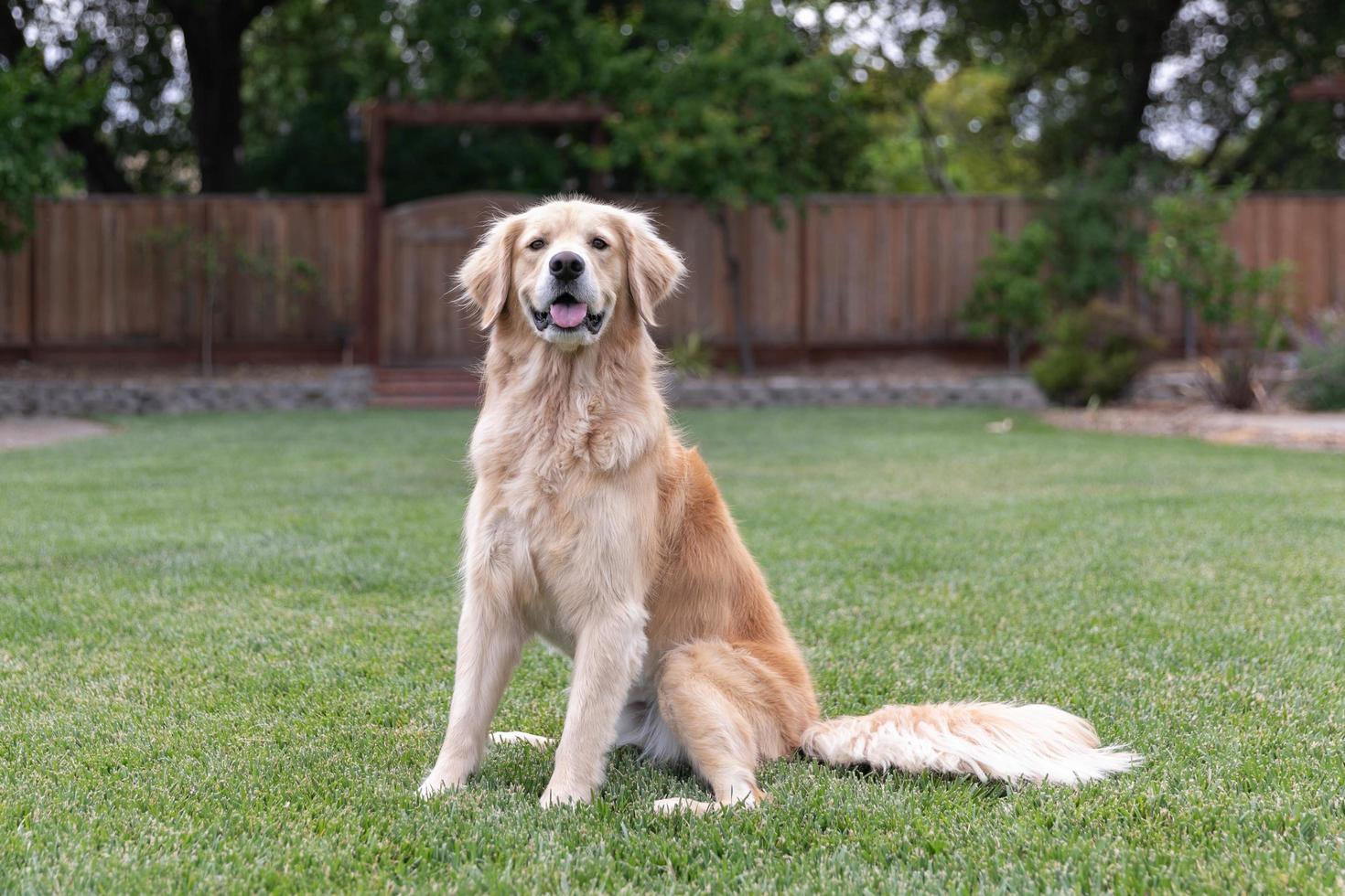 golden retriever obbediente che si siede nell'erba all'aperto foto