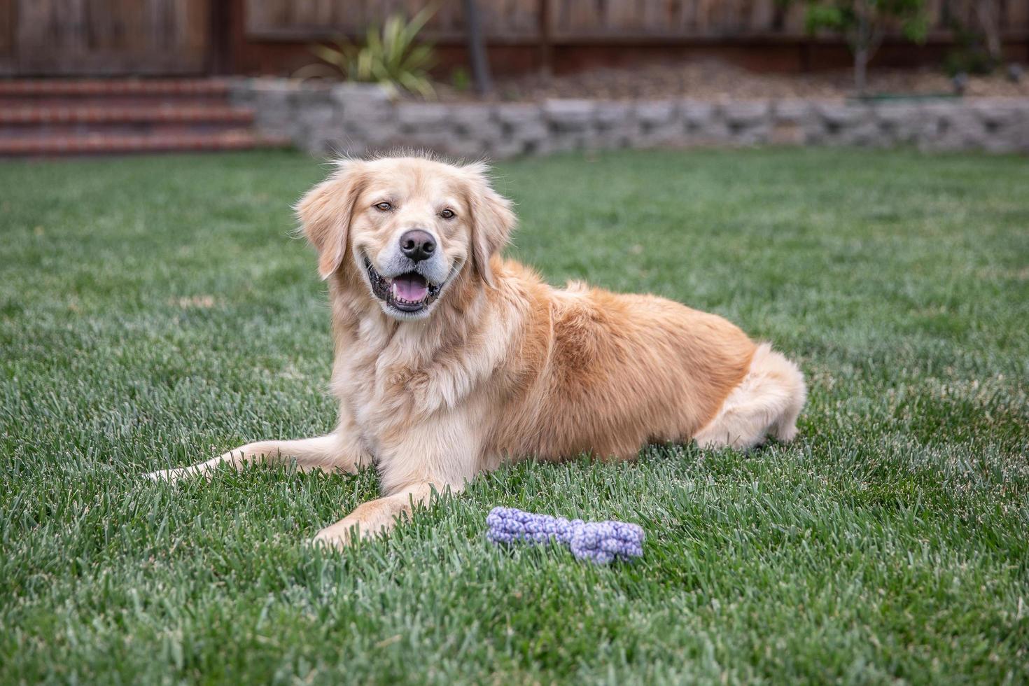 golden retriever che si siede sull'erba all'aperto foto