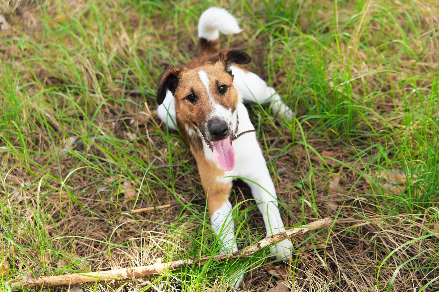 fox terrier liscio che gioca con un bastone. foto