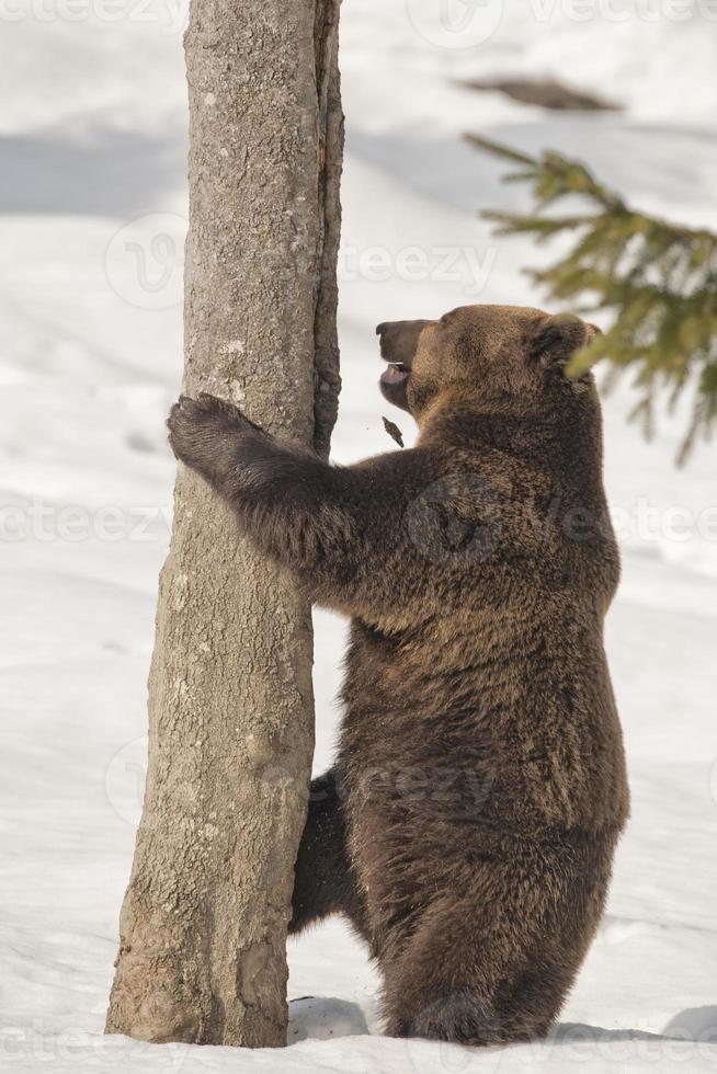 un' nero orso Marrone grizzly nel il neve sfondo foto