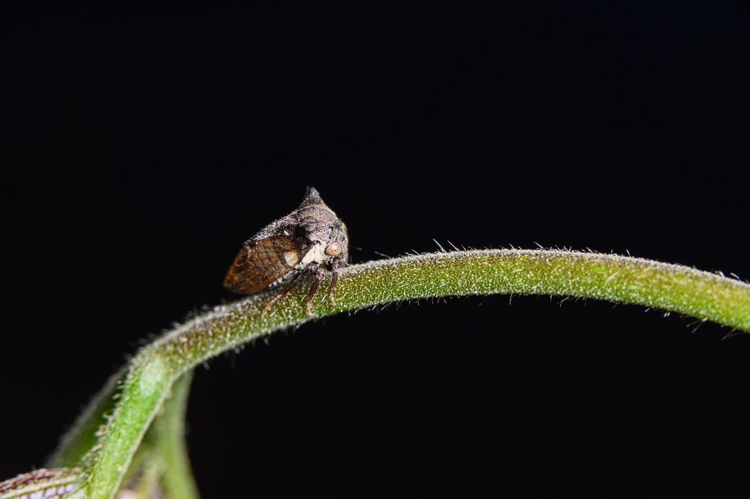 strano treehopper in natura foto