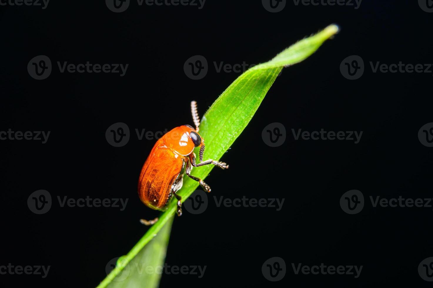 coccinella arancione in natura foto