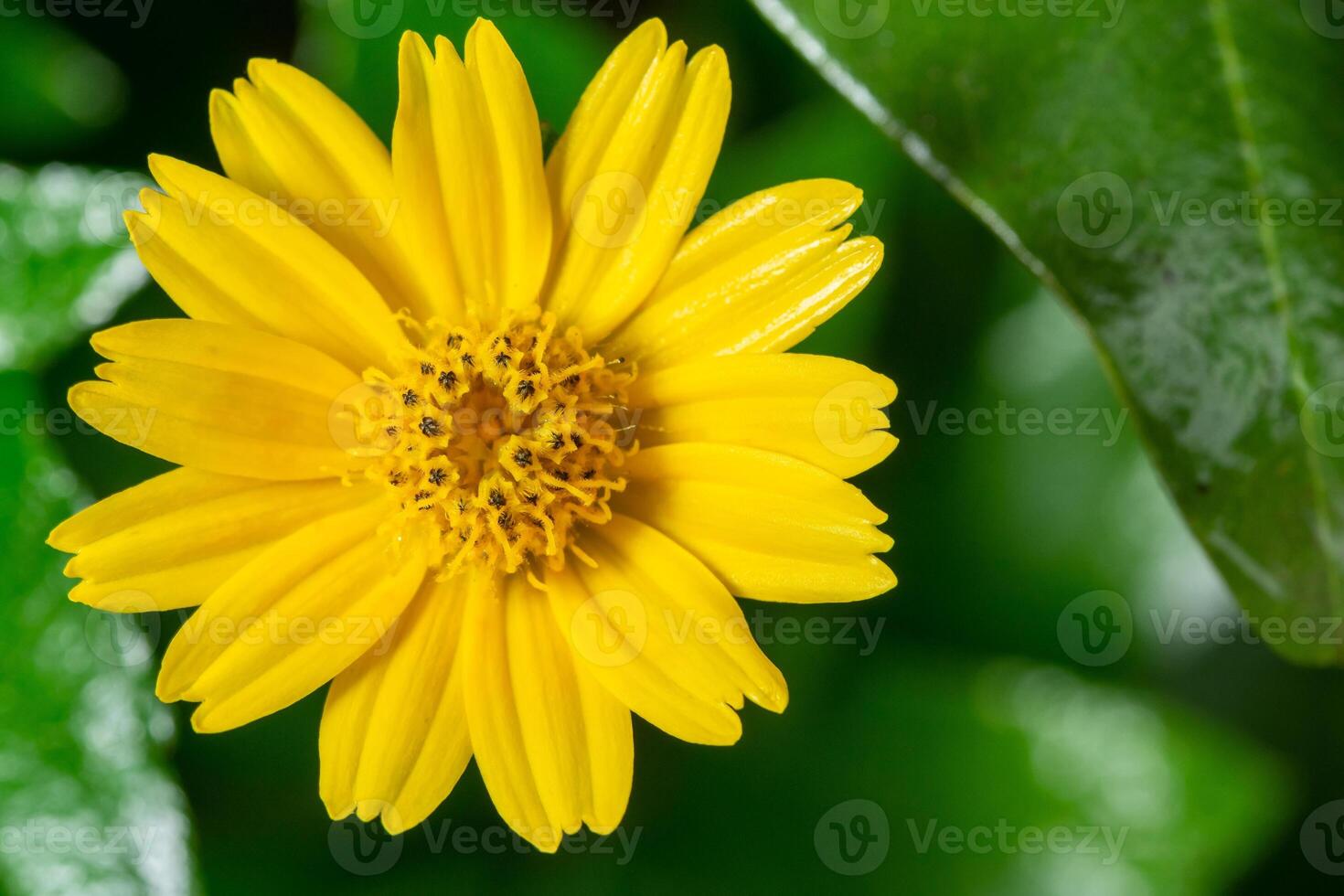 fiore giallo isolato dal fogliame foto