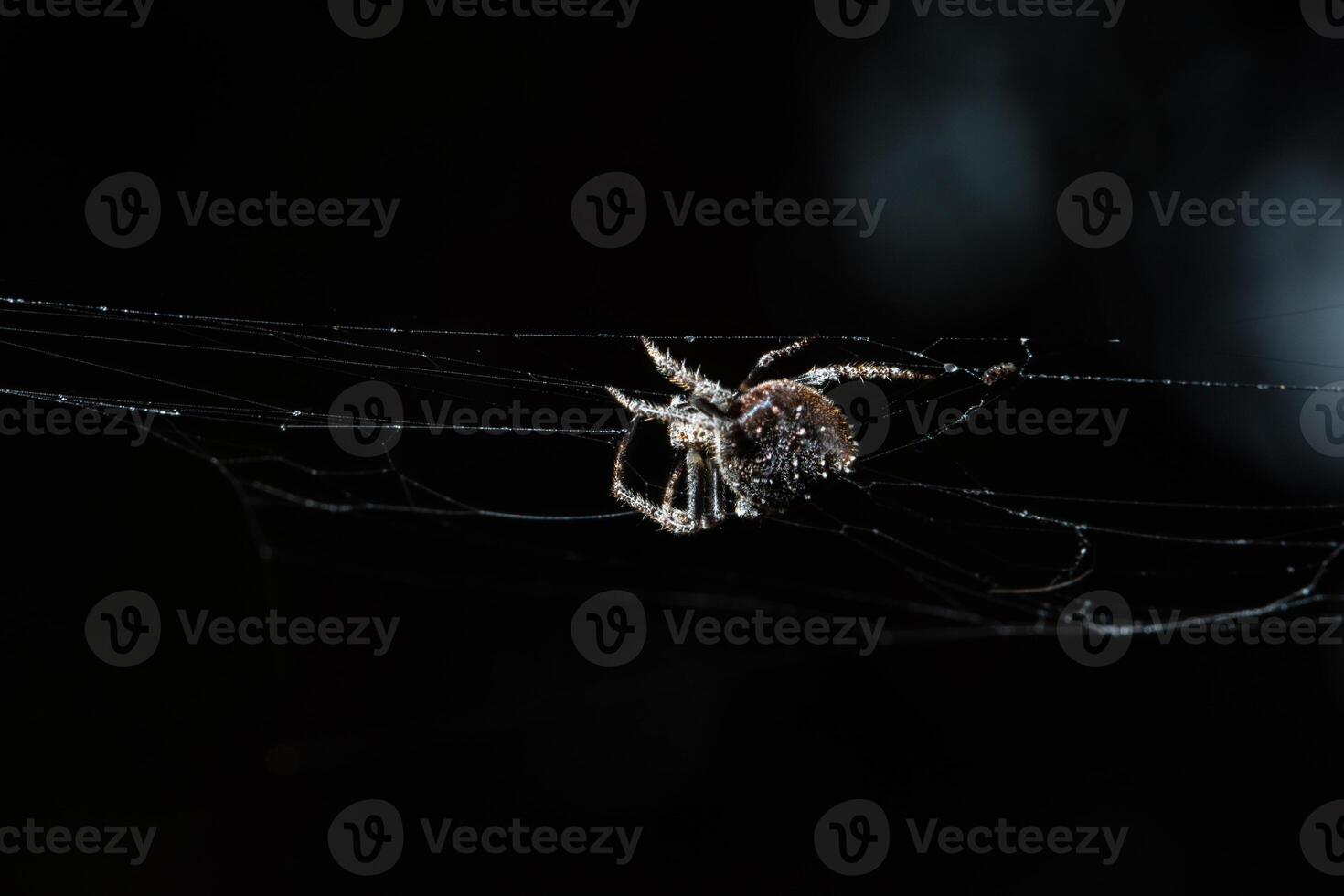 il ragno a macroistruzione attraversa la ragnatela foto