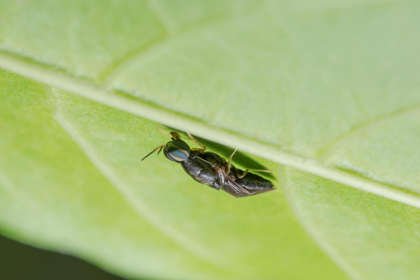 macro insetto su foglia foto