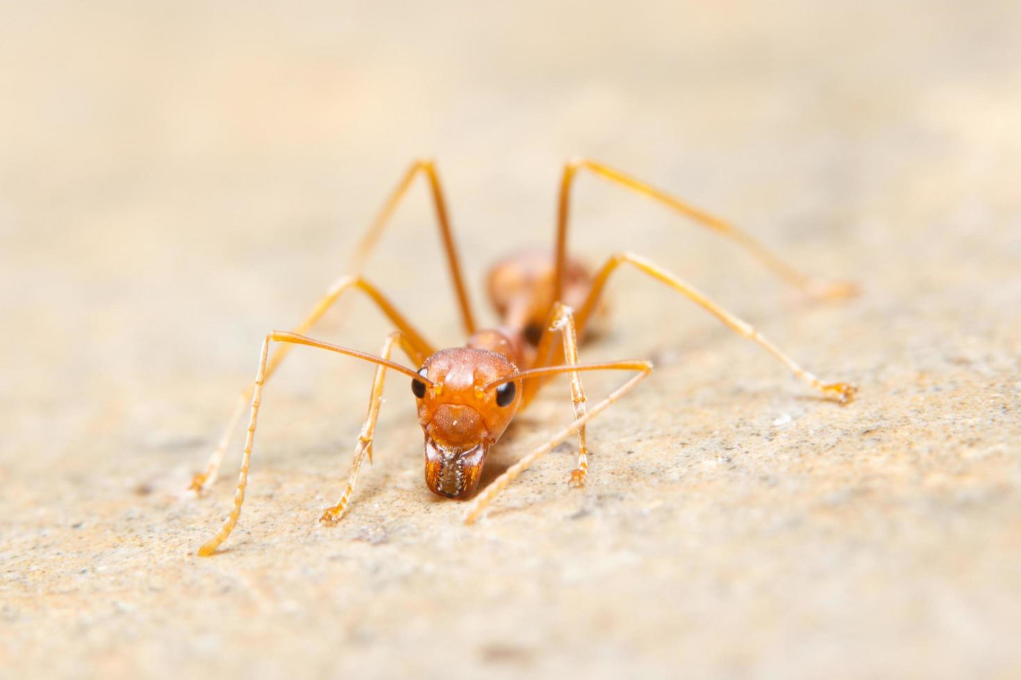 macro formica oecophylla smaragdina foto