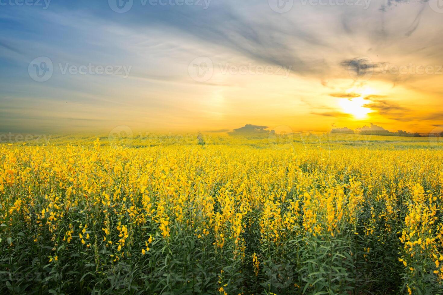 campo di crotalaria sotto il cielo al tramonto foto