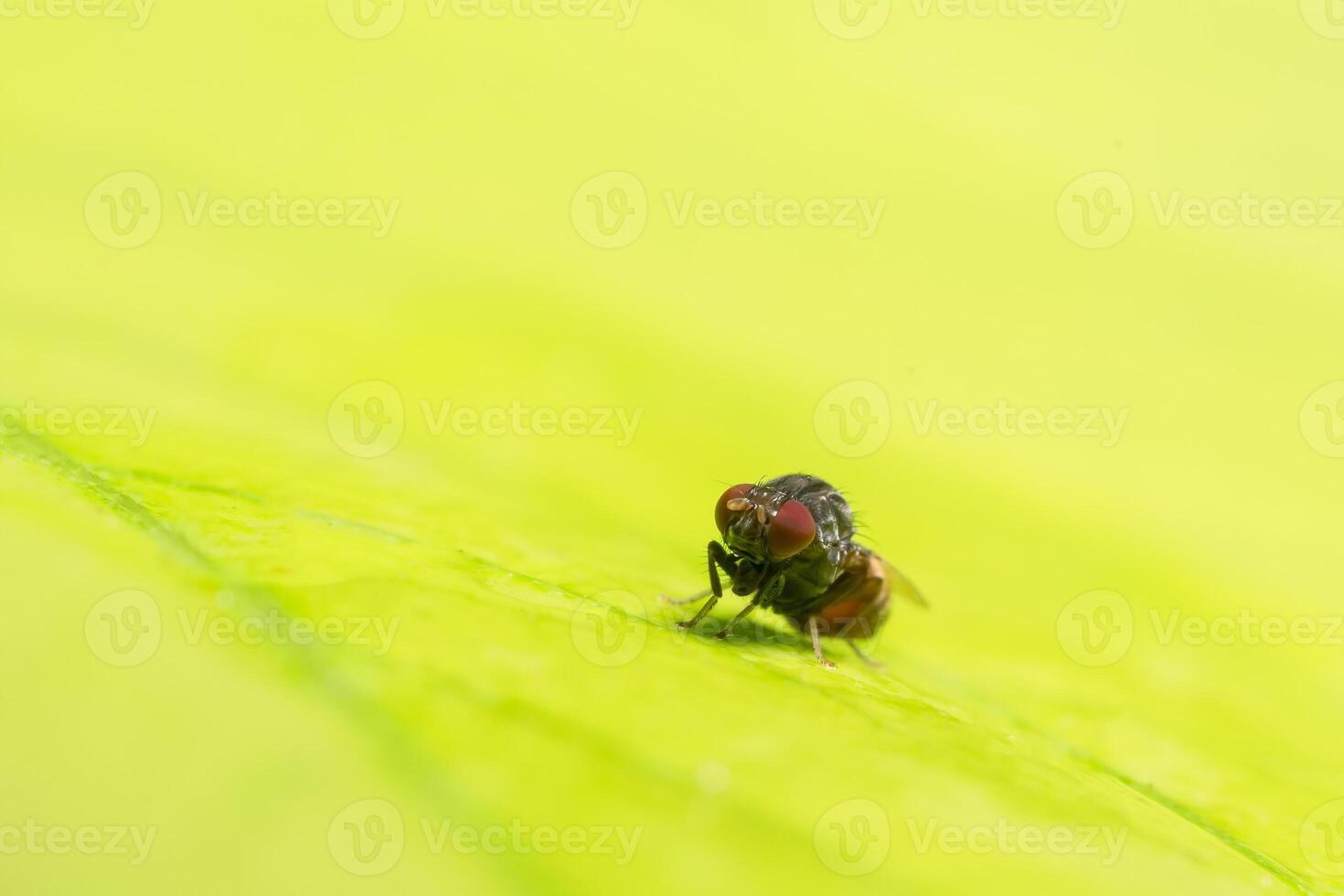 Close up di drosophila melanogaster su foglia foto