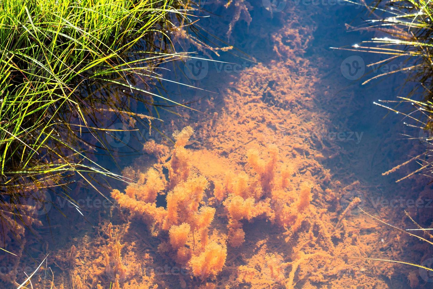 acqua pianta nel silfra fessura nel thingvellir foto