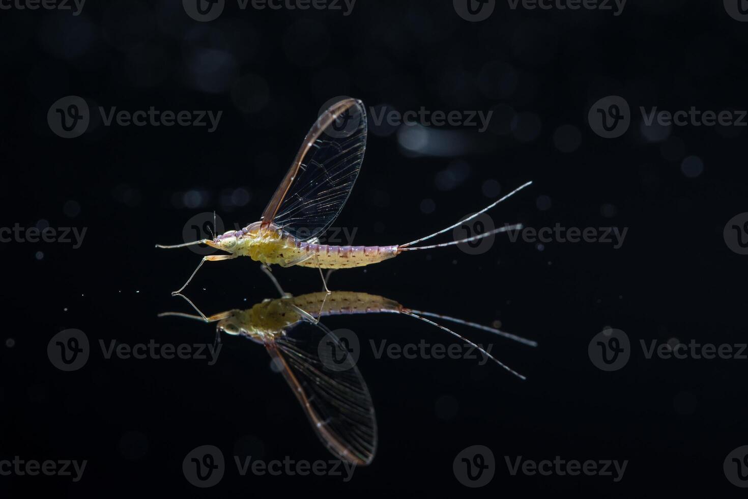 ephemeroptera, o mayfly su vetro nero foto