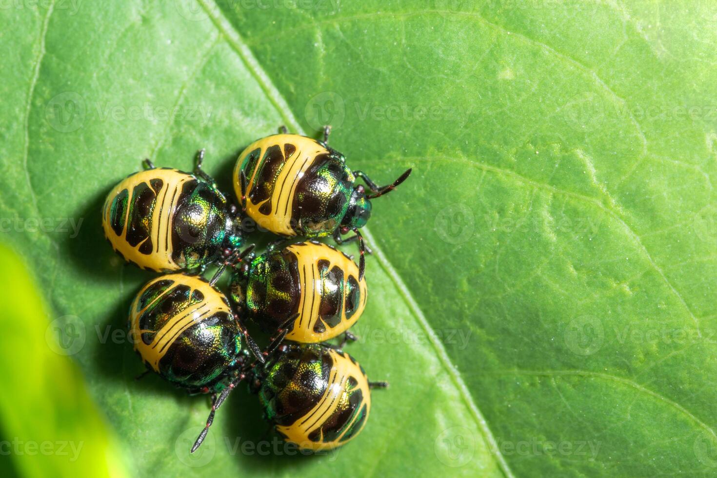 gruppo di scarabeo su foglia foto