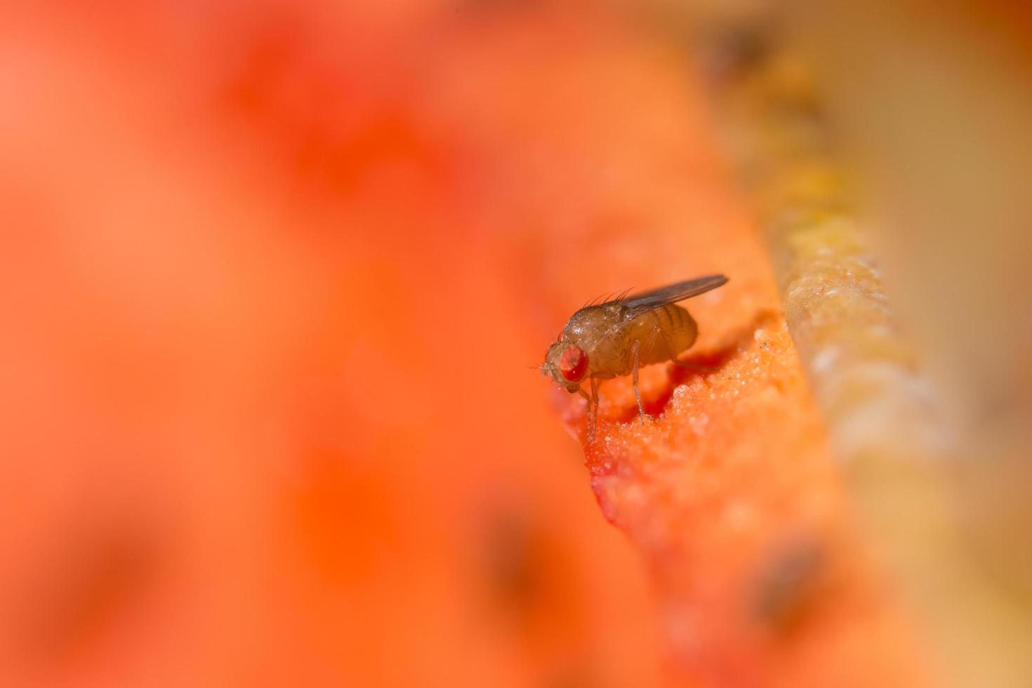 drosophila fruit fly foto