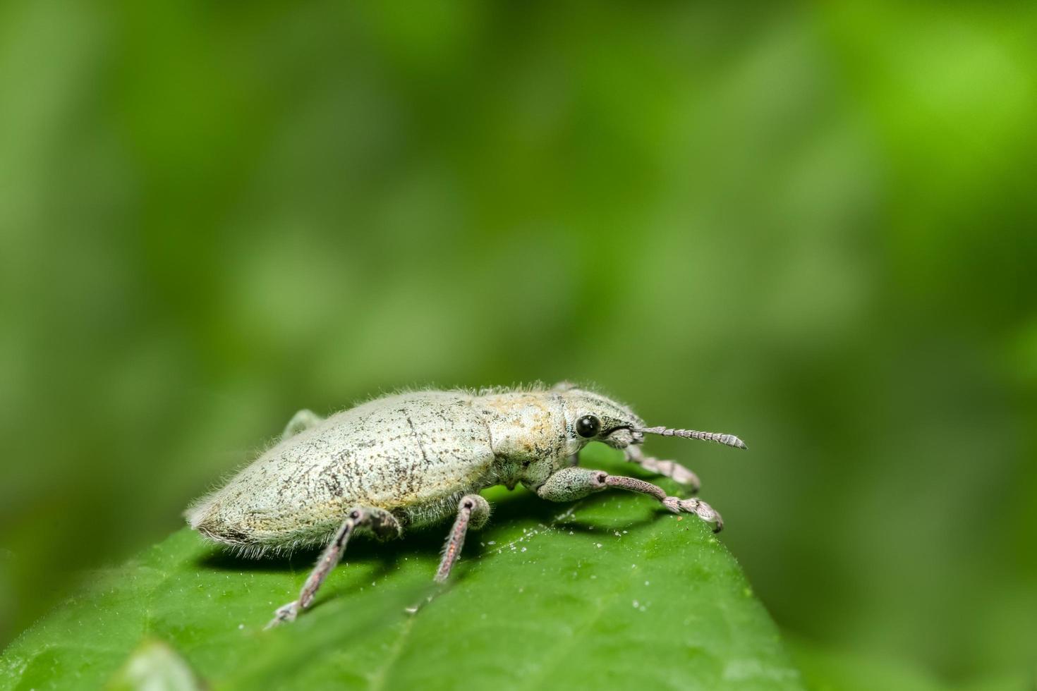 tonchio verde in natura foto