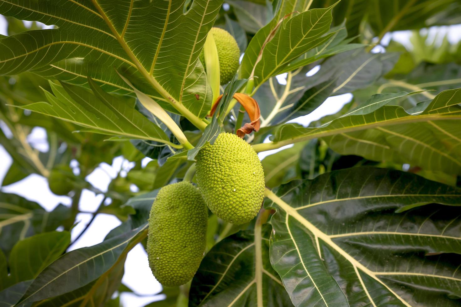 jackfruit sull'albero foto