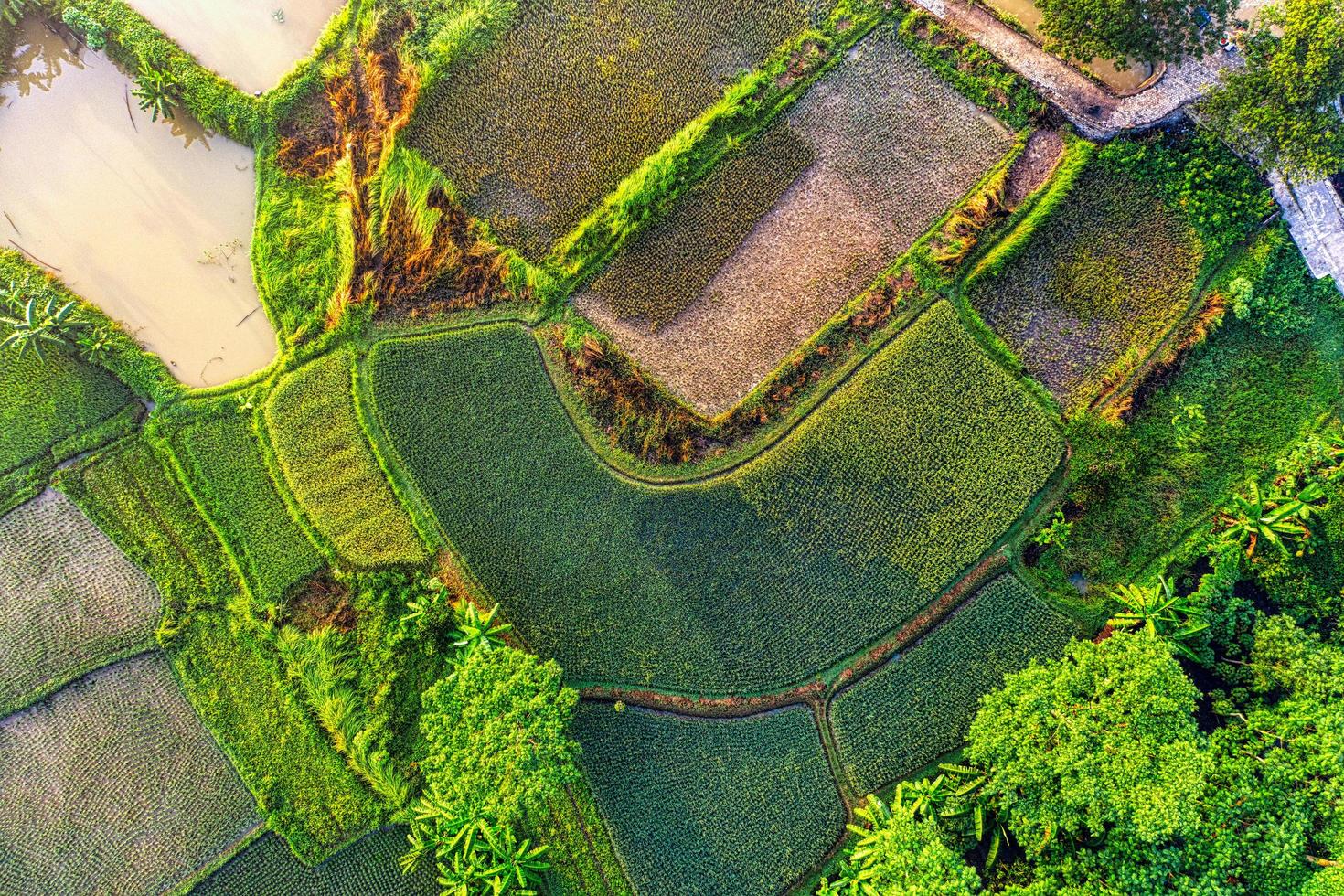 vista aerea del campo di erba verde foto