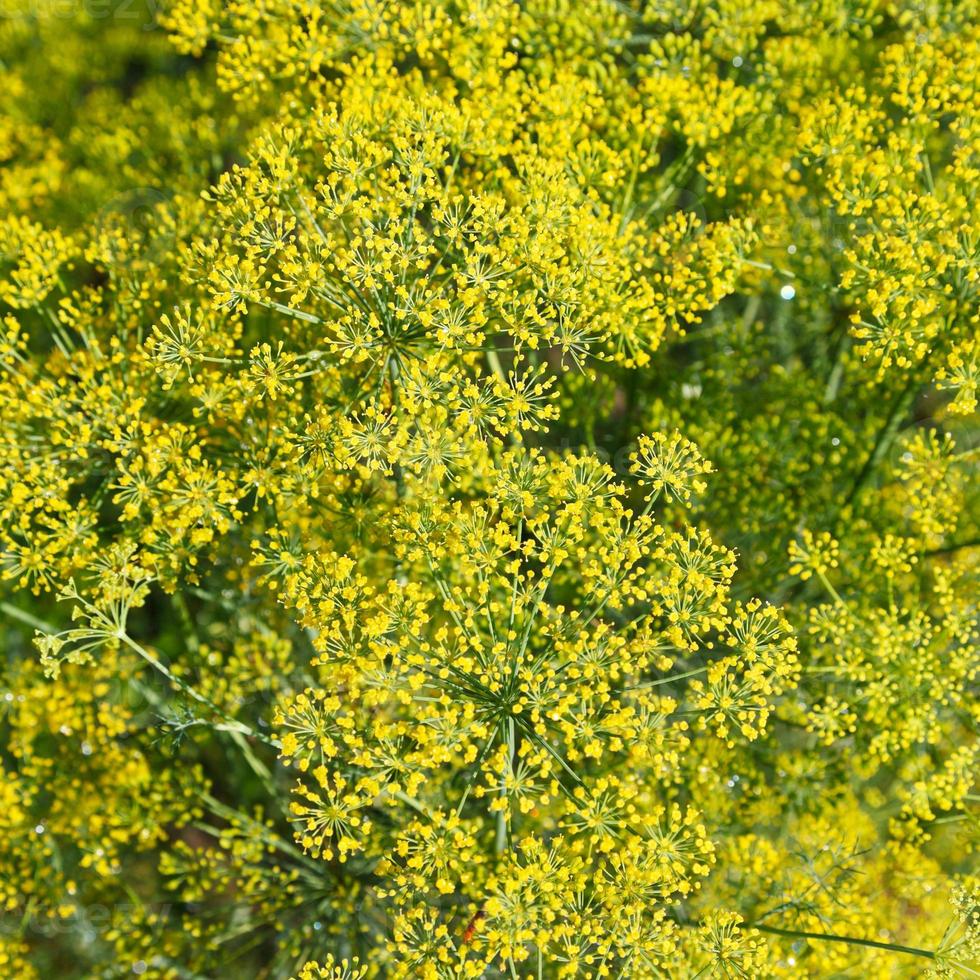 sopra Visualizza di fioritura aneto erbe aromatiche nel giardino foto