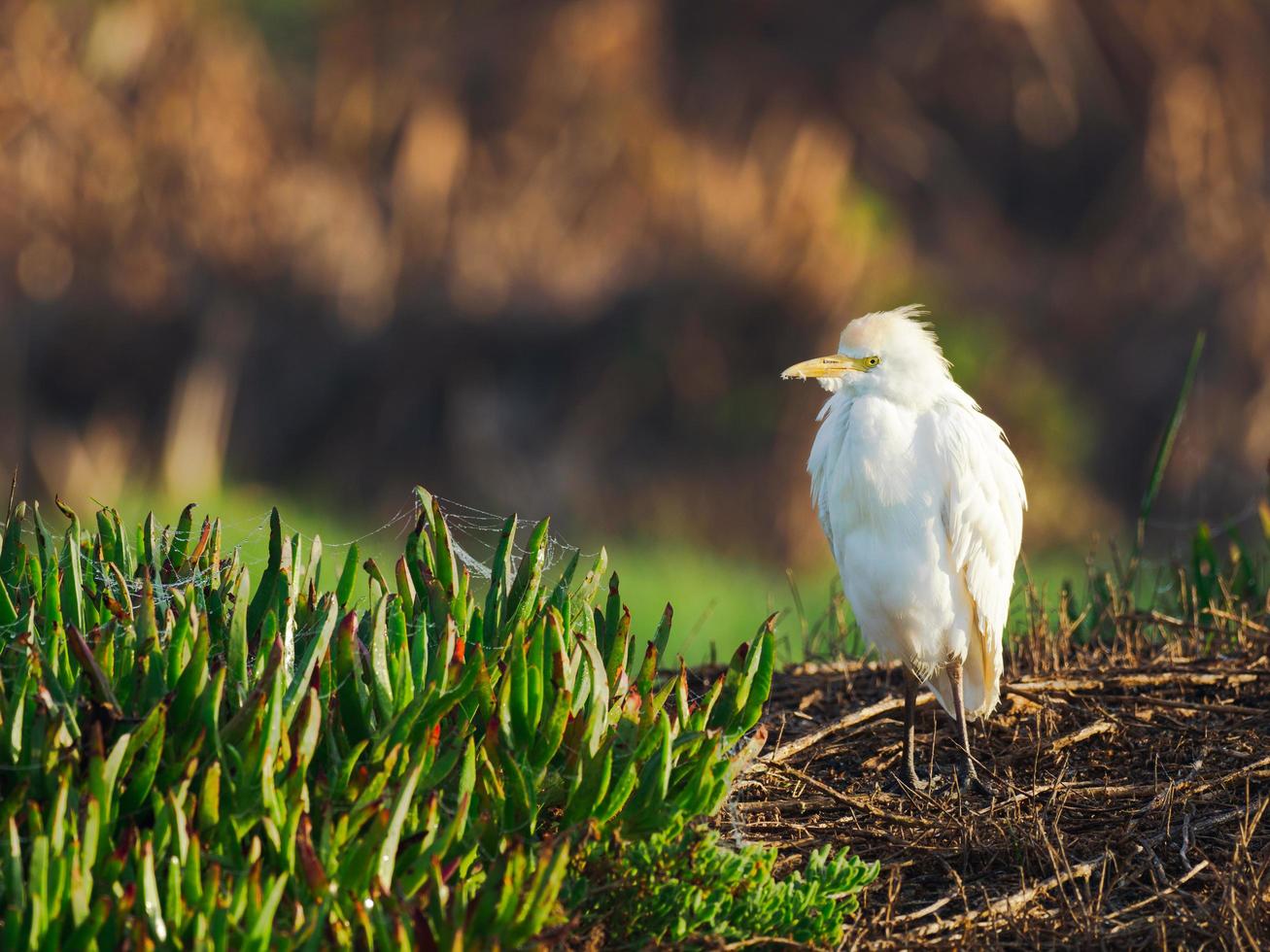 uccello bianco in erba foto