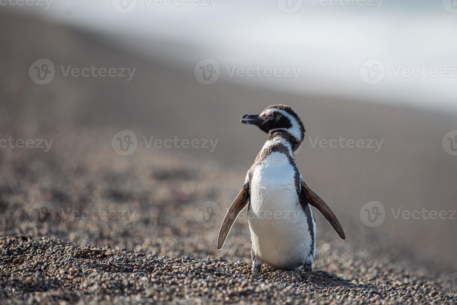 patagonia pinguino vicino su ritratto foto