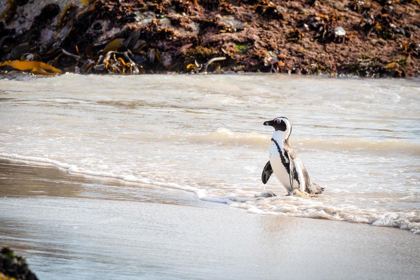 pinguino che cammina sulla spiaggia foto