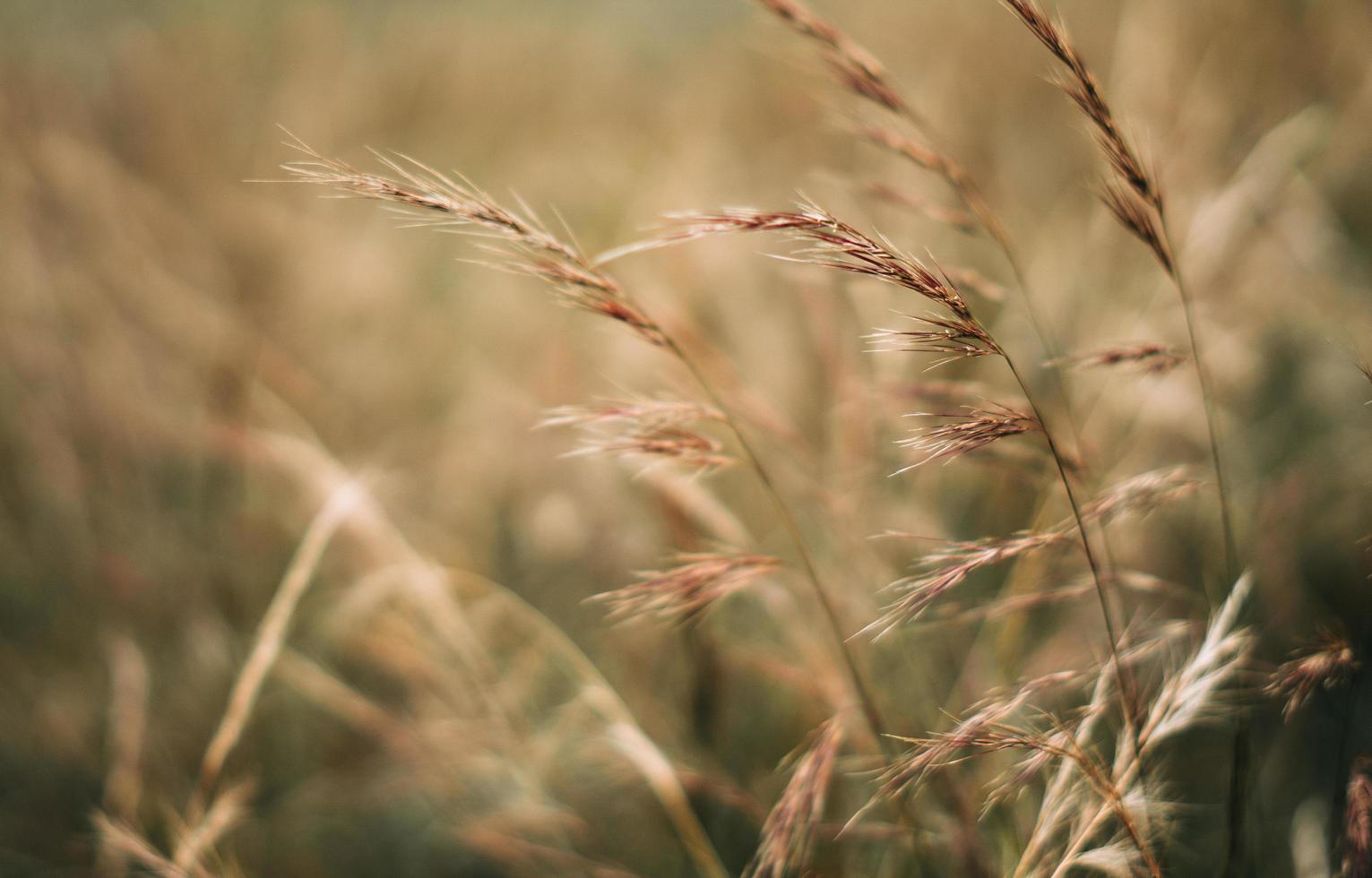 luce pomeridiana nel campo di grano foto