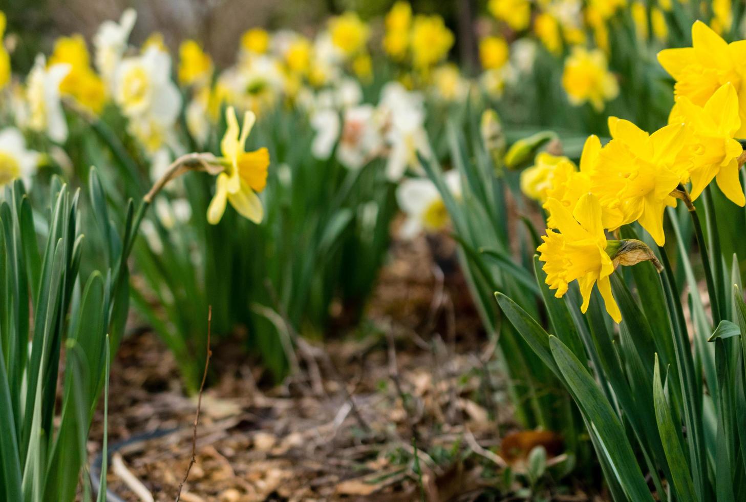 mazzo di fiori giallo foto