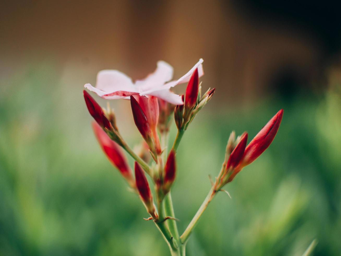 primo piano del fiore rosa foto