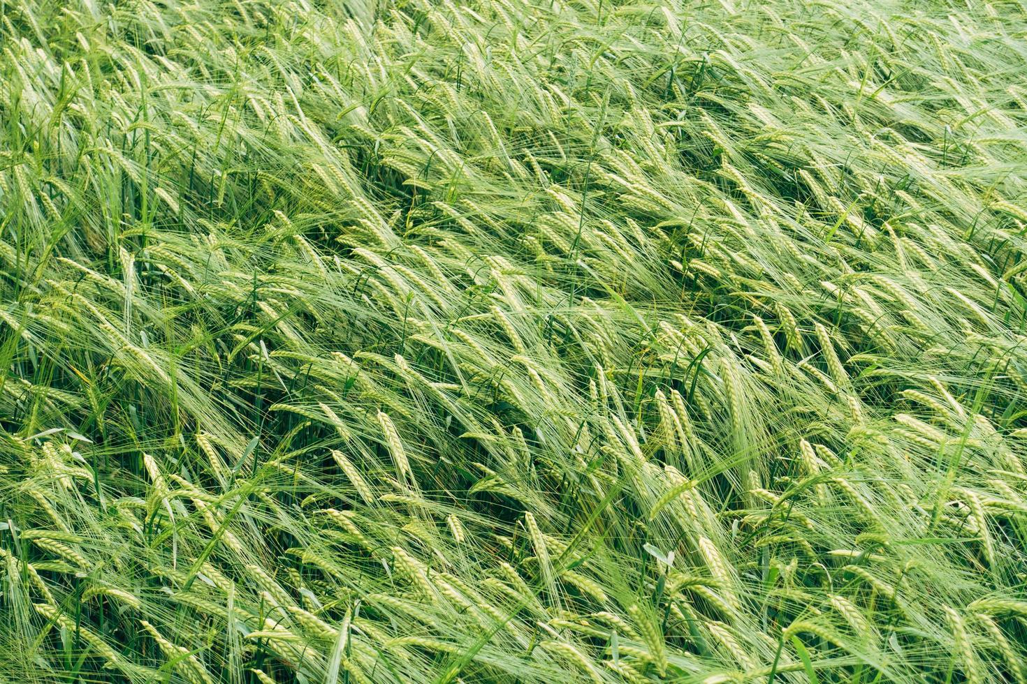 campo di grano verde foto