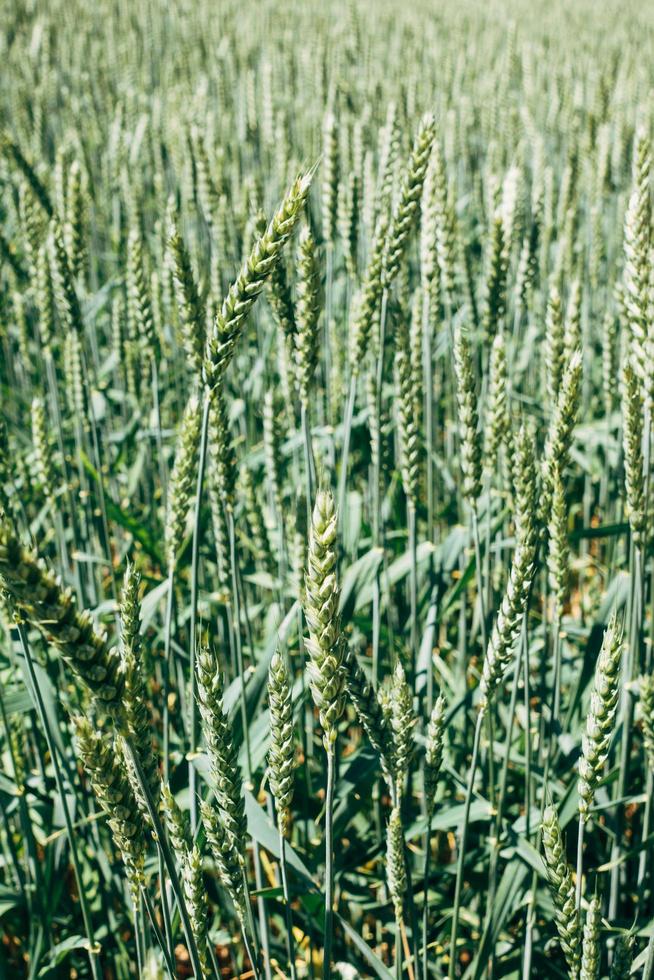 campo di grano verde foto