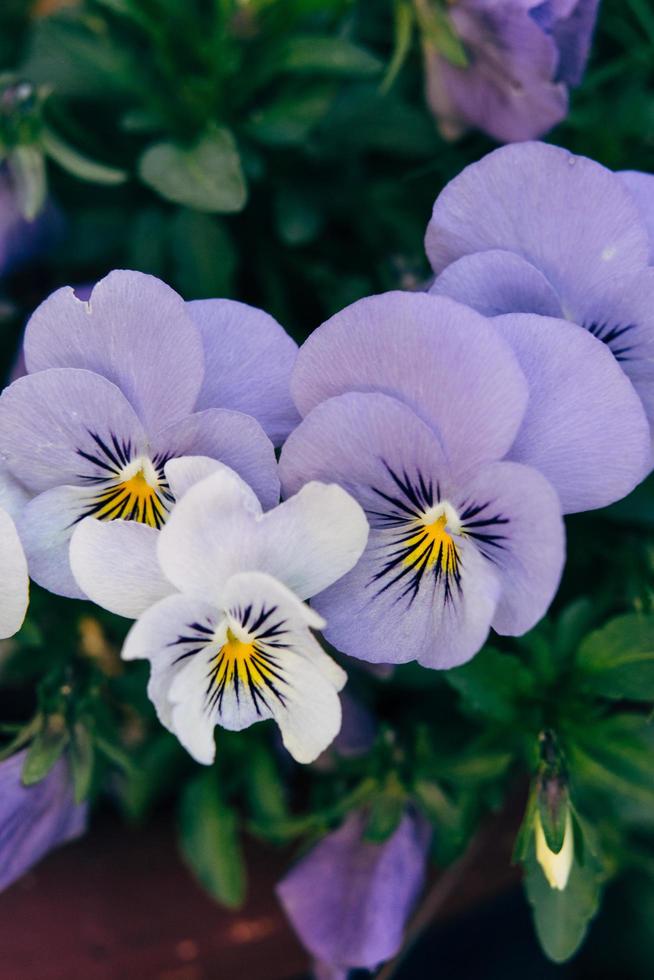 fiore blu, bianco e giallo foto